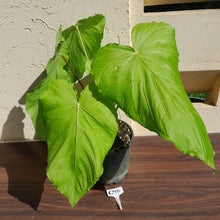 Load image into Gallery viewer, #G25 Huge Flowering Anthurium Schottianum