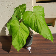 Load image into Gallery viewer, #G25 Huge Flowering Anthurium Schottianum