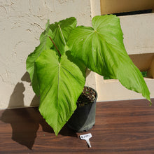 Load image into Gallery viewer, #G25 Huge Flowering Anthurium Schottianum