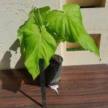 Load image into Gallery viewer, #G25 Huge Flowering Anthurium Schottianum