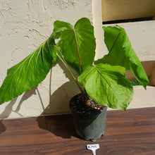 Load image into Gallery viewer, #G25 Huge Flowering Anthurium Schottianum
