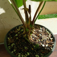 Load image into Gallery viewer, #G25 Huge Flowering Anthurium Schottianum