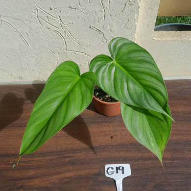 #G19 Philodendron Pastazanum