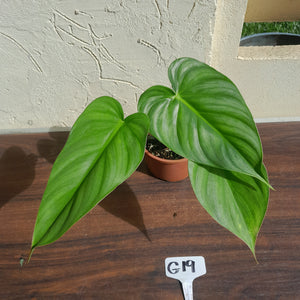 #G19 Philodendron Pastazanum
