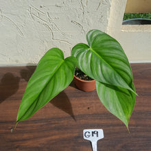 Load image into Gallery viewer, #G19 Philodendron Pastazanum