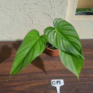 #G19 Philodendron Pastazanum