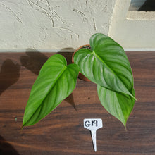 Load image into Gallery viewer, #G19 Philodendron Pastazanum