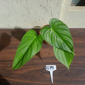 #G19 Philodendron Pastazanum