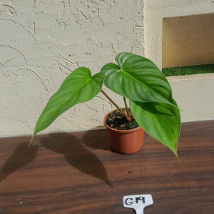#G19 Philodendron Pastazanum