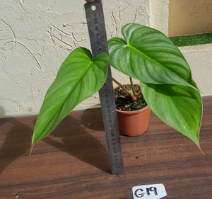 #G19 Philodendron Pastazanum