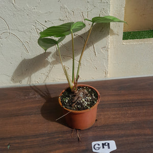 #G19 Philodendron Pastazanum