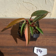 Load image into Gallery viewer, #P4 Multi-headed Philodendron Orange Princess