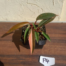 Load image into Gallery viewer, #P4 Multi-headed Philodendron Orange Princess