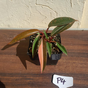 #P4 Multi-headed Philodendron Orange Princess
