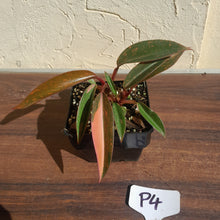 Load image into Gallery viewer, #P4 Multi-headed Philodendron Orange Princess