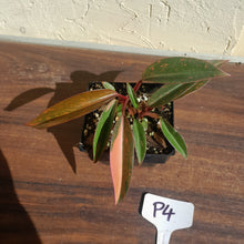 Load image into Gallery viewer, #P4 Multi-headed Philodendron Orange Princess