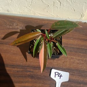 #P4 Multi-headed Philodendron Orange Princess