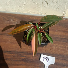 Load image into Gallery viewer, #P4 Multi-headed Philodendron Orange Princess