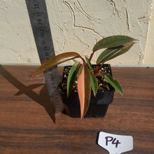 Load image into Gallery viewer, #P4 Multi-headed Philodendron Orange Princess