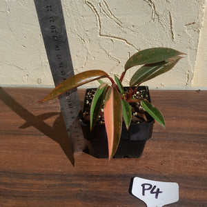#P4 Multi-headed Philodendron Orange Princess