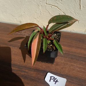 #P4 Multi-headed Philodendron Orange Princess