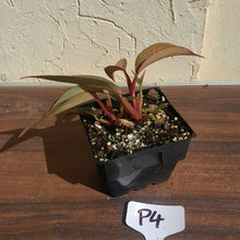 Load image into Gallery viewer, #P4 Multi-headed Philodendron Orange Princess