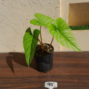 #95 Philodendron Mamei