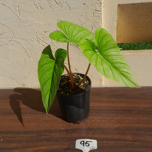 #95 Philodendron Mamei