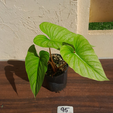 #95 Philodendron Mamei
