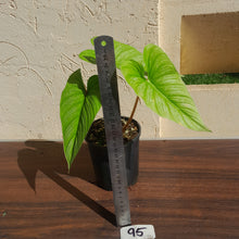 Load image into Gallery viewer, #95 Philodendron Mamei