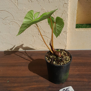 #95 Philodendron Mamei