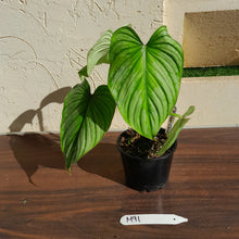 Load image into Gallery viewer, #M91 Philodendron Silver Cloud