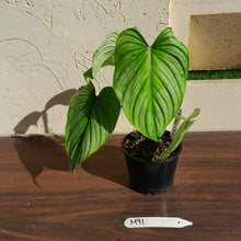 Load image into Gallery viewer, #M91 Philodendron Silver Cloud