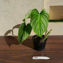 Load image into Gallery viewer, #M91 Philodendron Silver Cloud