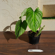 Load image into Gallery viewer, #M91 Philodendron Silver Cloud