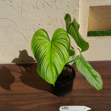 Load image into Gallery viewer, #M91 Philodendron Silver Cloud