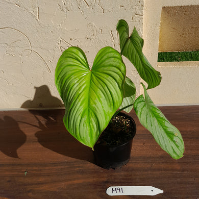 #M91 Philodendron Silver Cloud
