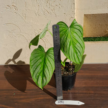 Load image into Gallery viewer, #M91 Philodendron Silver Cloud