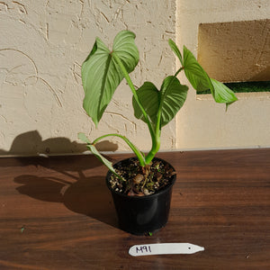 #M91 Philodendron Silver Cloud