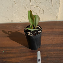 Load image into Gallery viewer, #11 Philodendron Burle Marx Fantasy