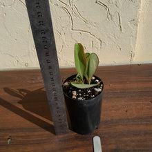 Load image into Gallery viewer, #11 Philodendron Burle Marx Fantasy