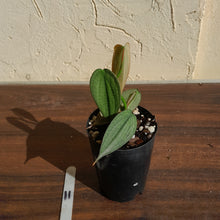 Load image into Gallery viewer, #11 Philodendron Burle Marx Fantasy