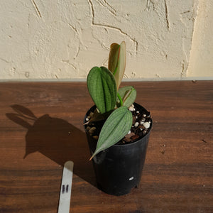 #11 Philodendron Burle Marx Fantasy