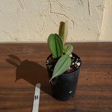 Load image into Gallery viewer, #11 Philodendron Burle Marx Fantasy