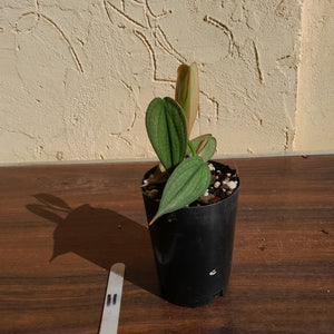 #11 Philodendron Burle Marx Fantasy