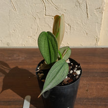 Load image into Gallery viewer, #11 Philodendron Burle Marx Fantasy