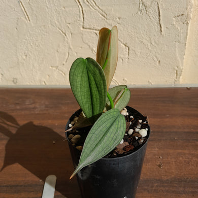 #11 Philodendron Burle Marx Fantasy