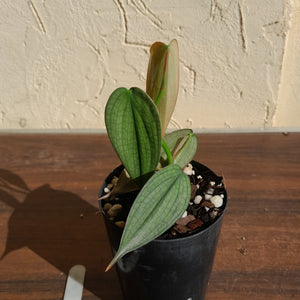 #11 Philodendron Burle Marx Fantasy