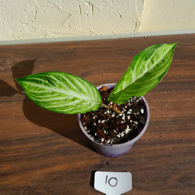 #10 Phyllotaenium 'Cream Cheese'