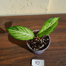 Load image into Gallery viewer, #10 Phyllotaenium &#39;Cream Cheese&#39;